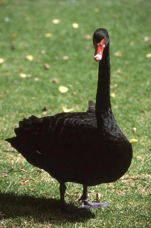 WT 0400 072-37 Australia.jpg